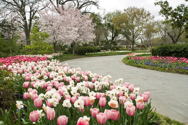 Cherry tree blossoms to usher in spring