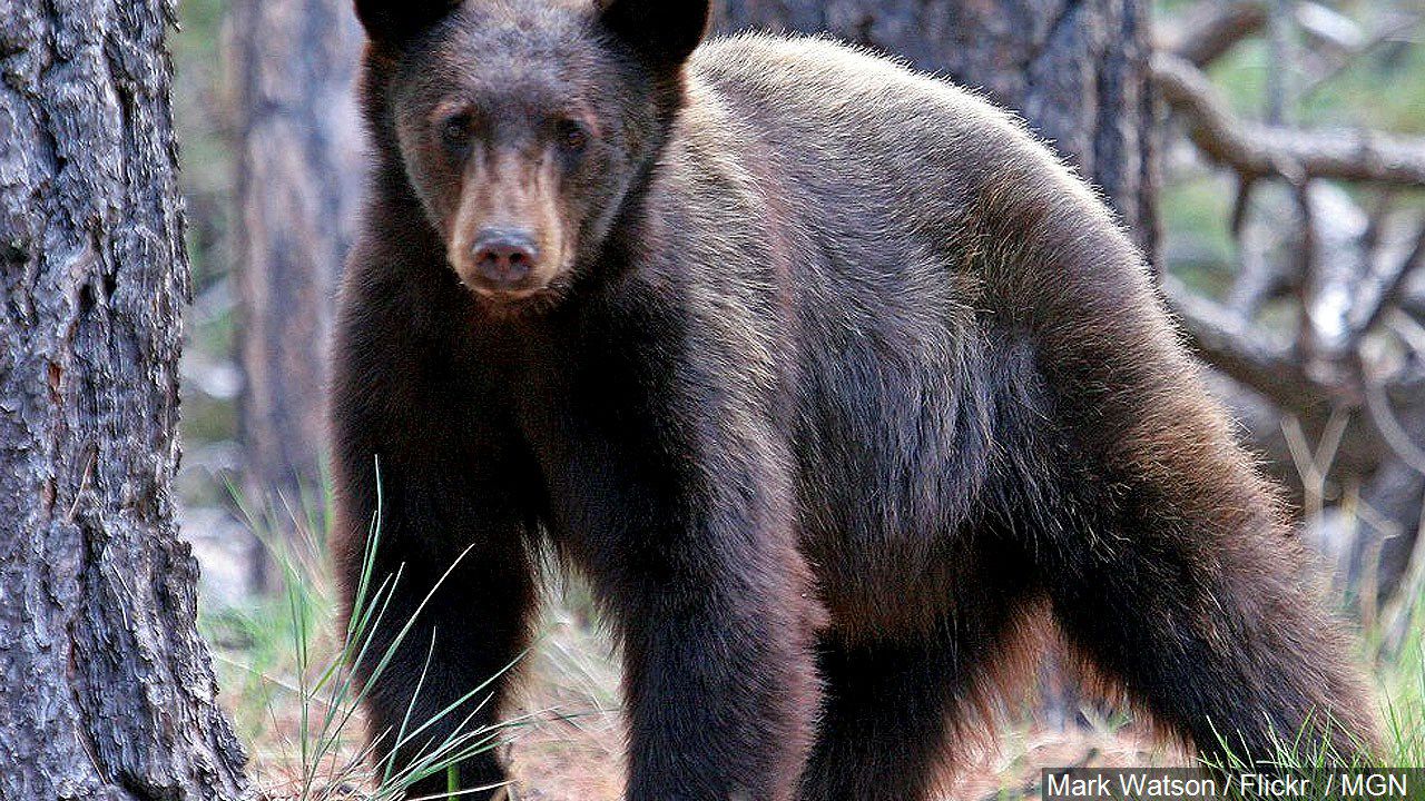 American Black Bear - Shenandoah National Park (U.S. National Park Service)