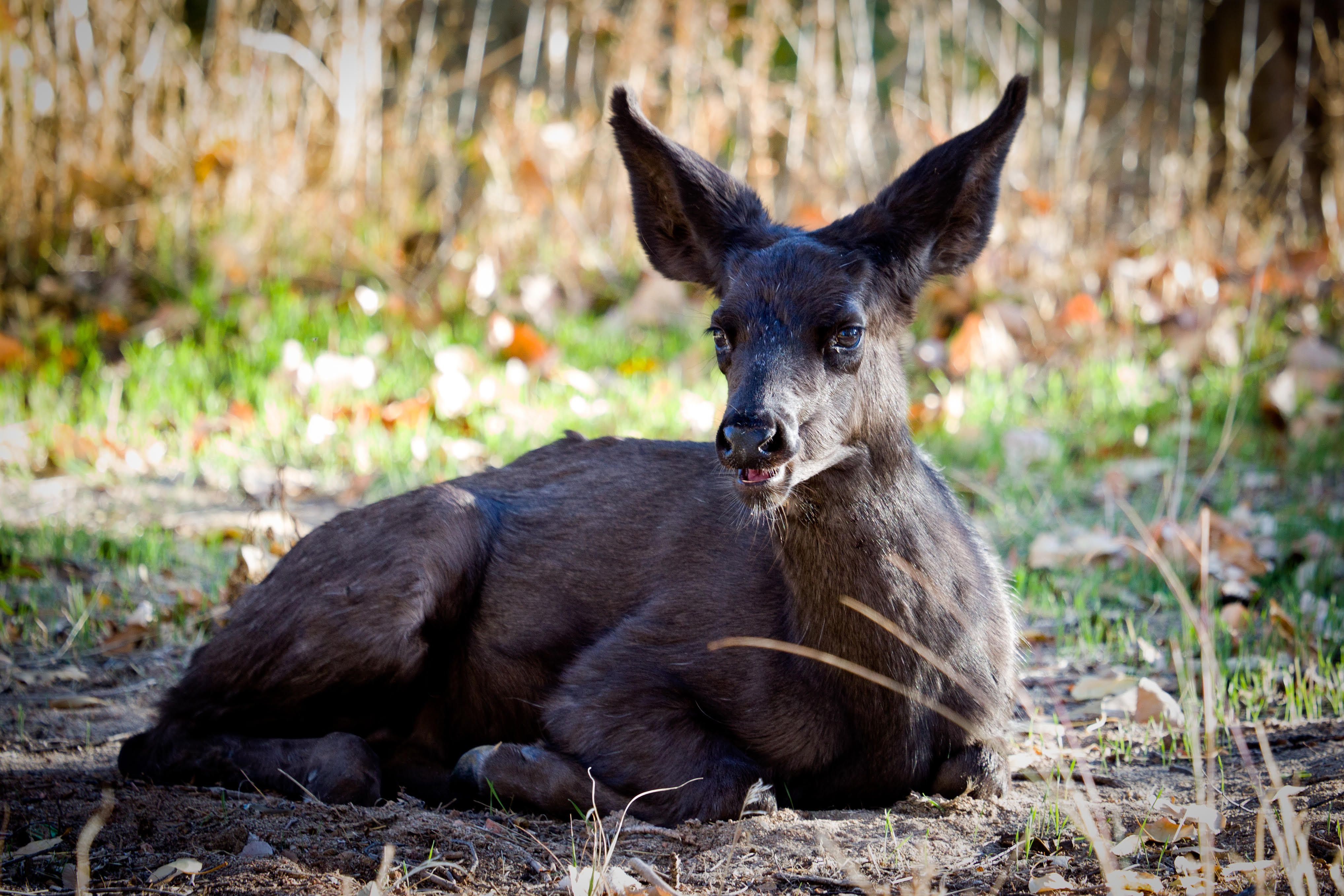 black mule deer