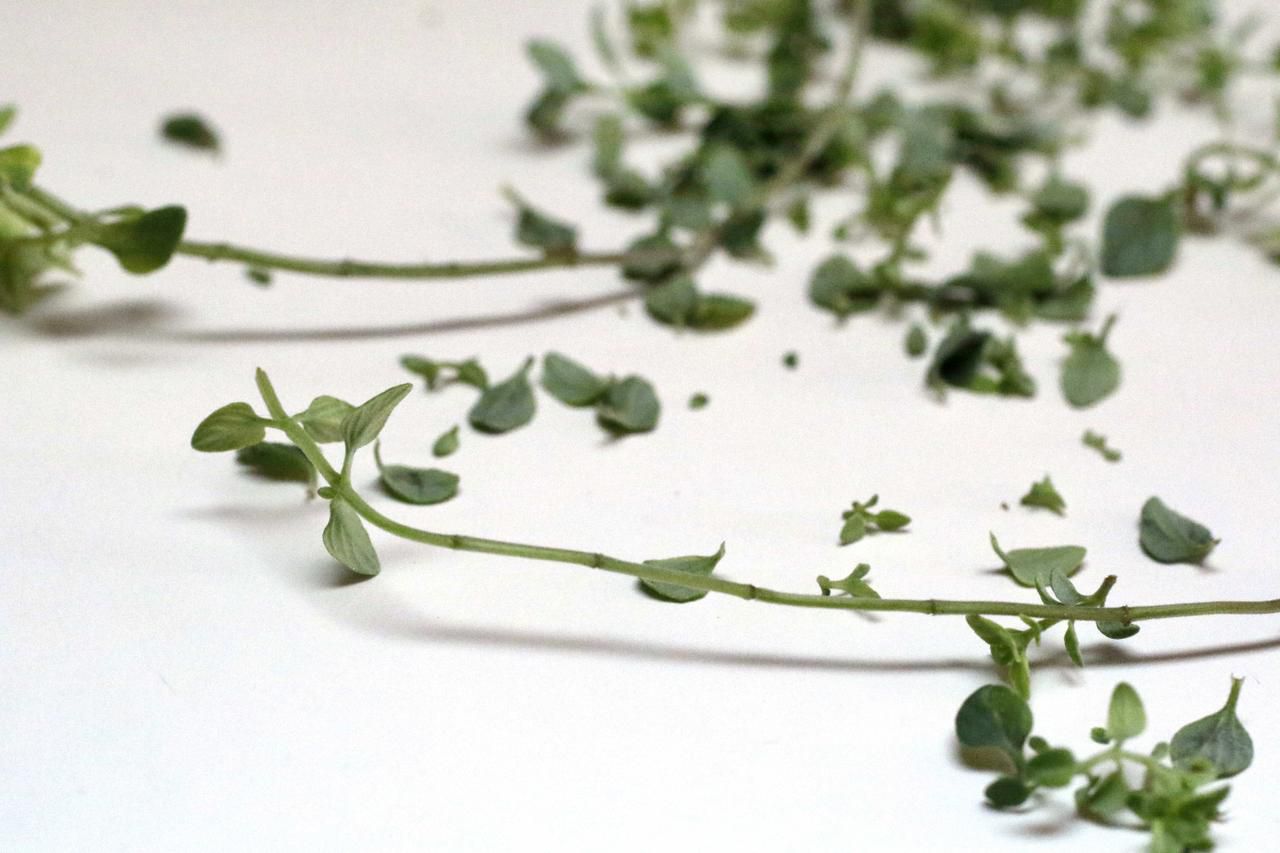 About Thyme: Growing, Harvesting, and Drying Thyme