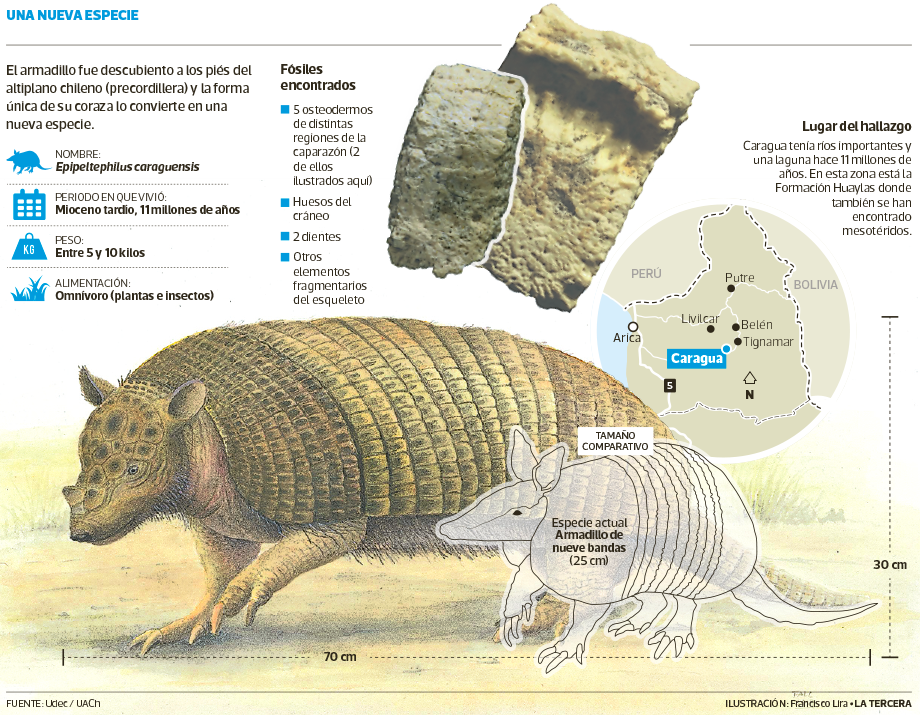 TEN-Armadillo.png