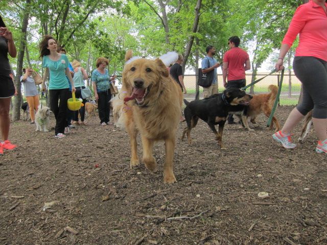 Pets for Peace Uptown Dog Leash