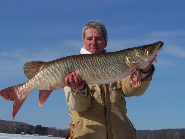 Angler gets closer to world ice fishing record: 47-inch tiger muskie caught  on Otisco Lake 