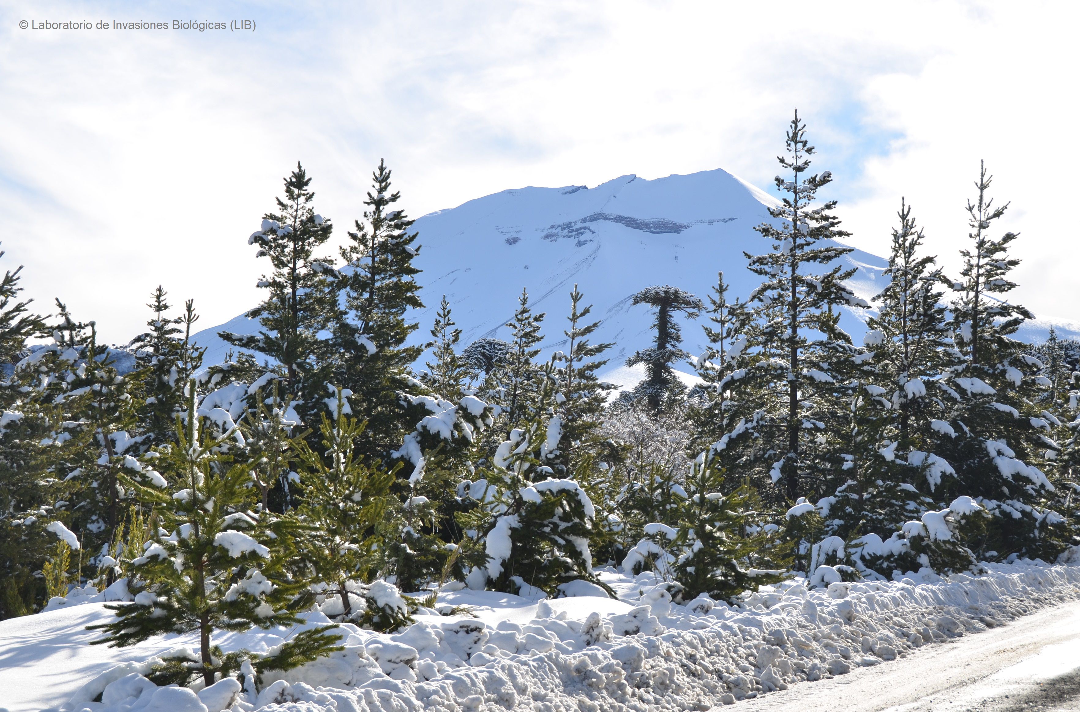 Pinos-y-una-araucaria-solitaria-al-fondo.jpg