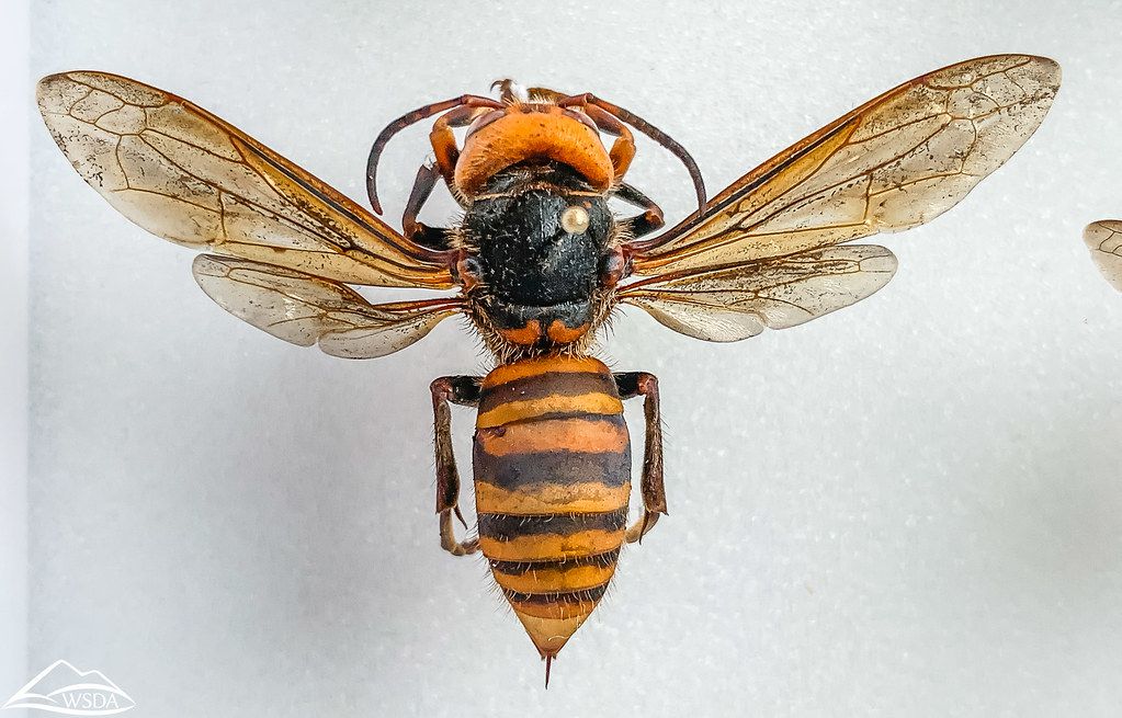 Murder Hornets Are Coming But Probably Not For You Popular Science