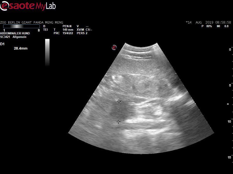 A-handout-sonogram-mad-2707925.jpg