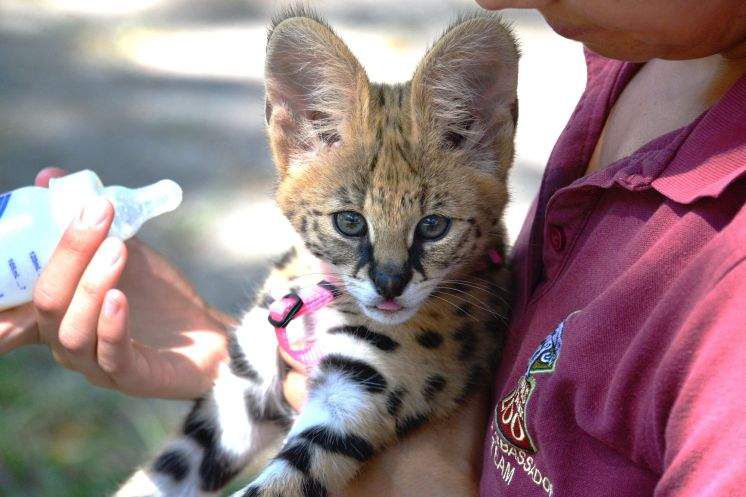 36++ Are african serval cats legal in alabama Cat Images [HD]