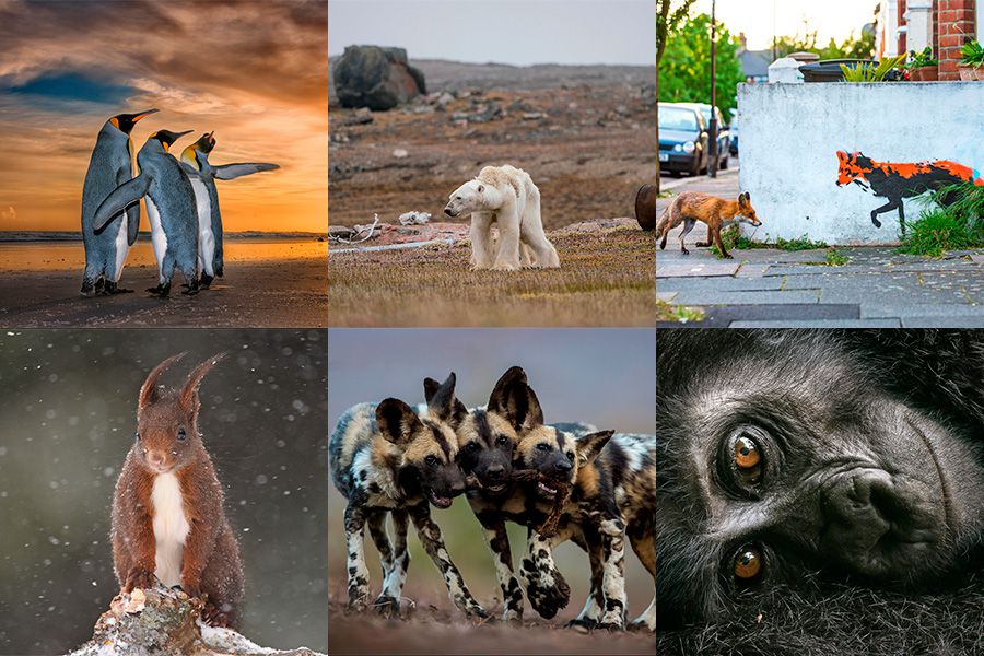 finalistas-fotos-lumix-ppls-choice-award