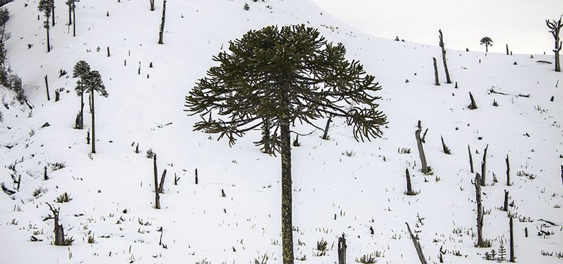 araucaria