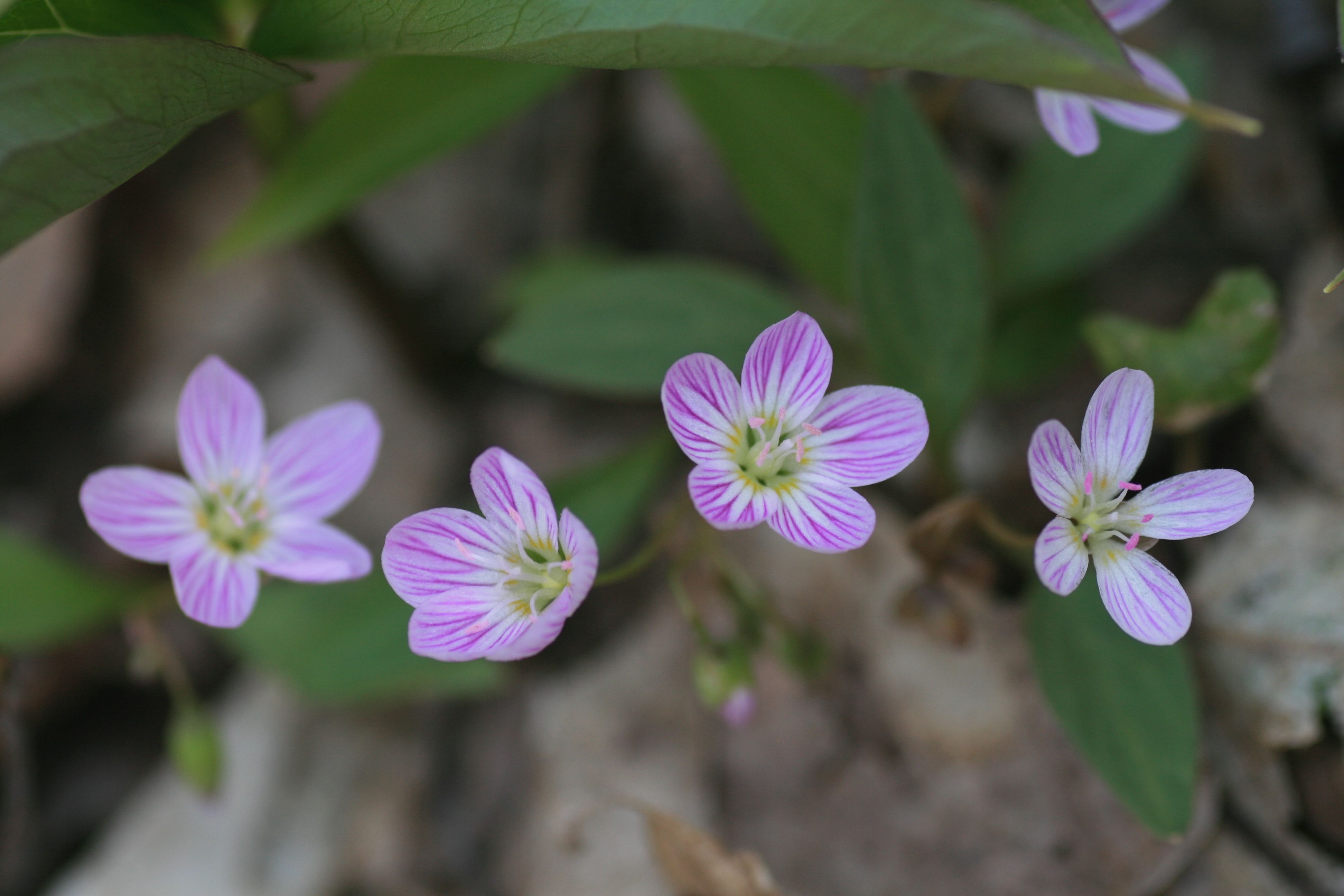 Native Plants  NYC Wildflower Week