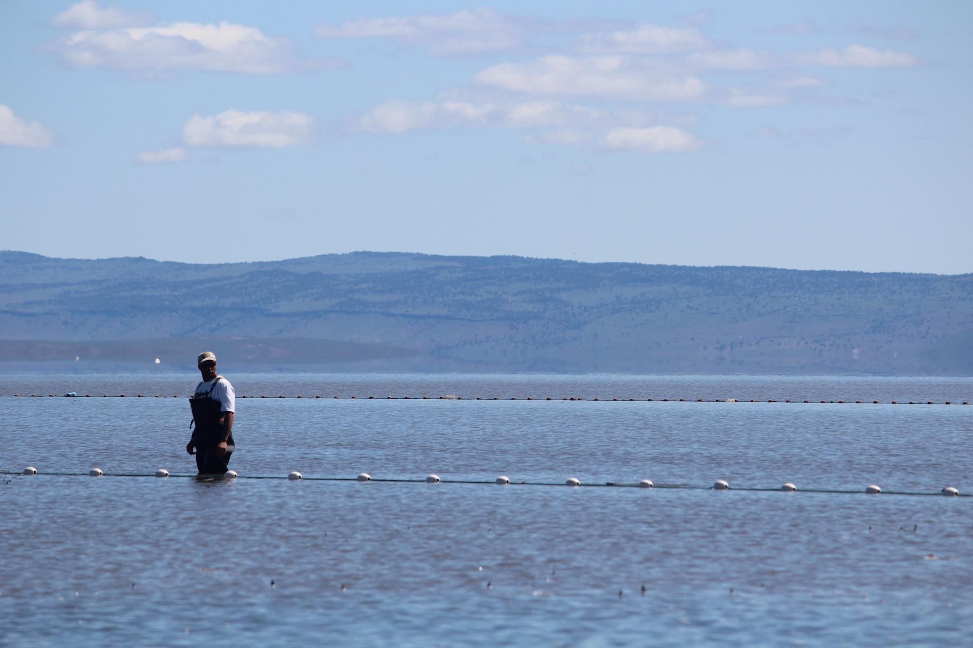 Turning Around Malheur Wildlife Refuge One Carp Carcass At A Time - OPB