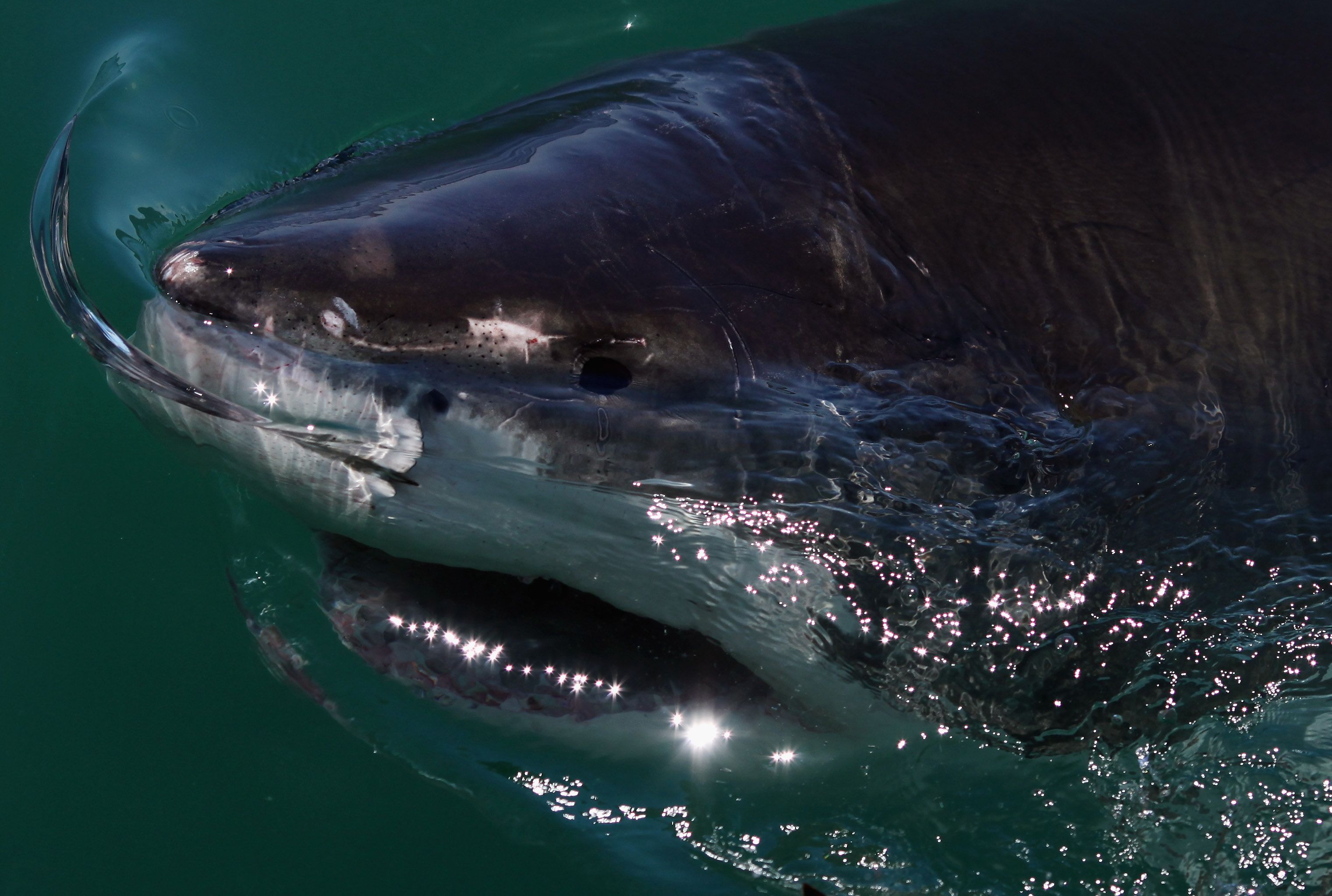 Shark sighting reported off NJ