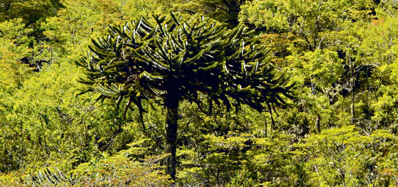 araucaria