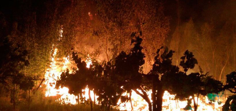 Incendio forestal Vicuña