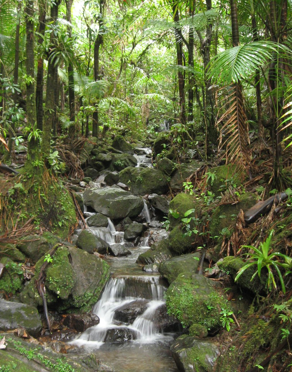 El-yunque-Foto-Sue-anna-joe.jpg