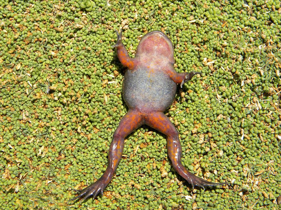 Scientists rediscover enigmatic frog from the Atacama desert that had not been seen in 80 years