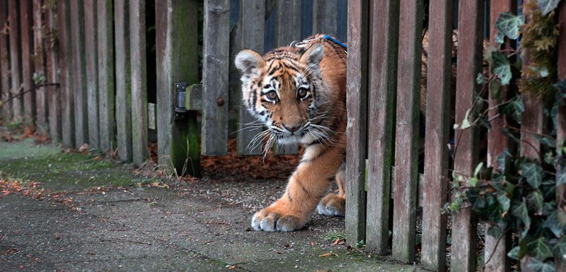 Four-months-old-tiger-17880392.jpg