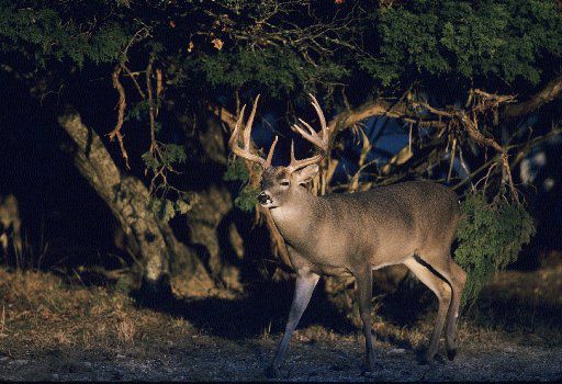 NFL Dallas Cowboys Special Fall And Winter Bow Hunting