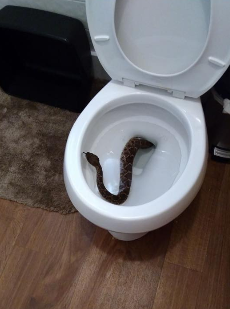 Why snakes enter toilets and natural remedies to scare them away from homes