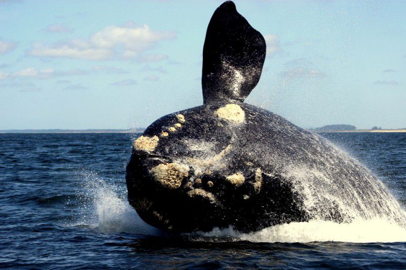 Imagen-Ballenas-Uruguay.jpg