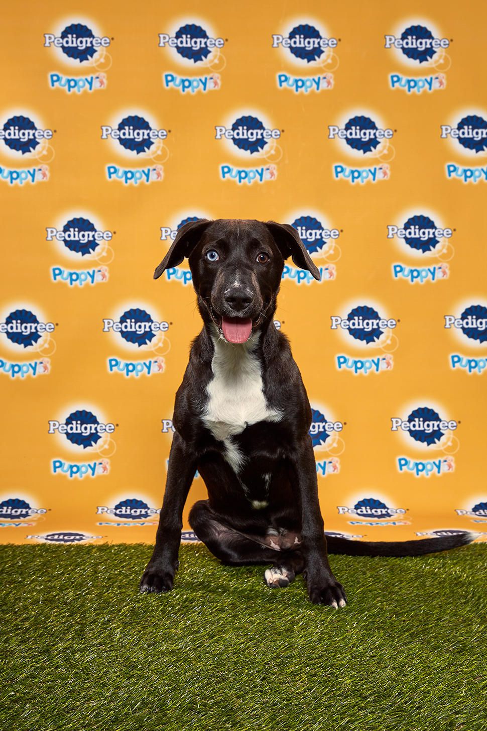 Puppy Bowl could bring new hope for Houston shelter dogs