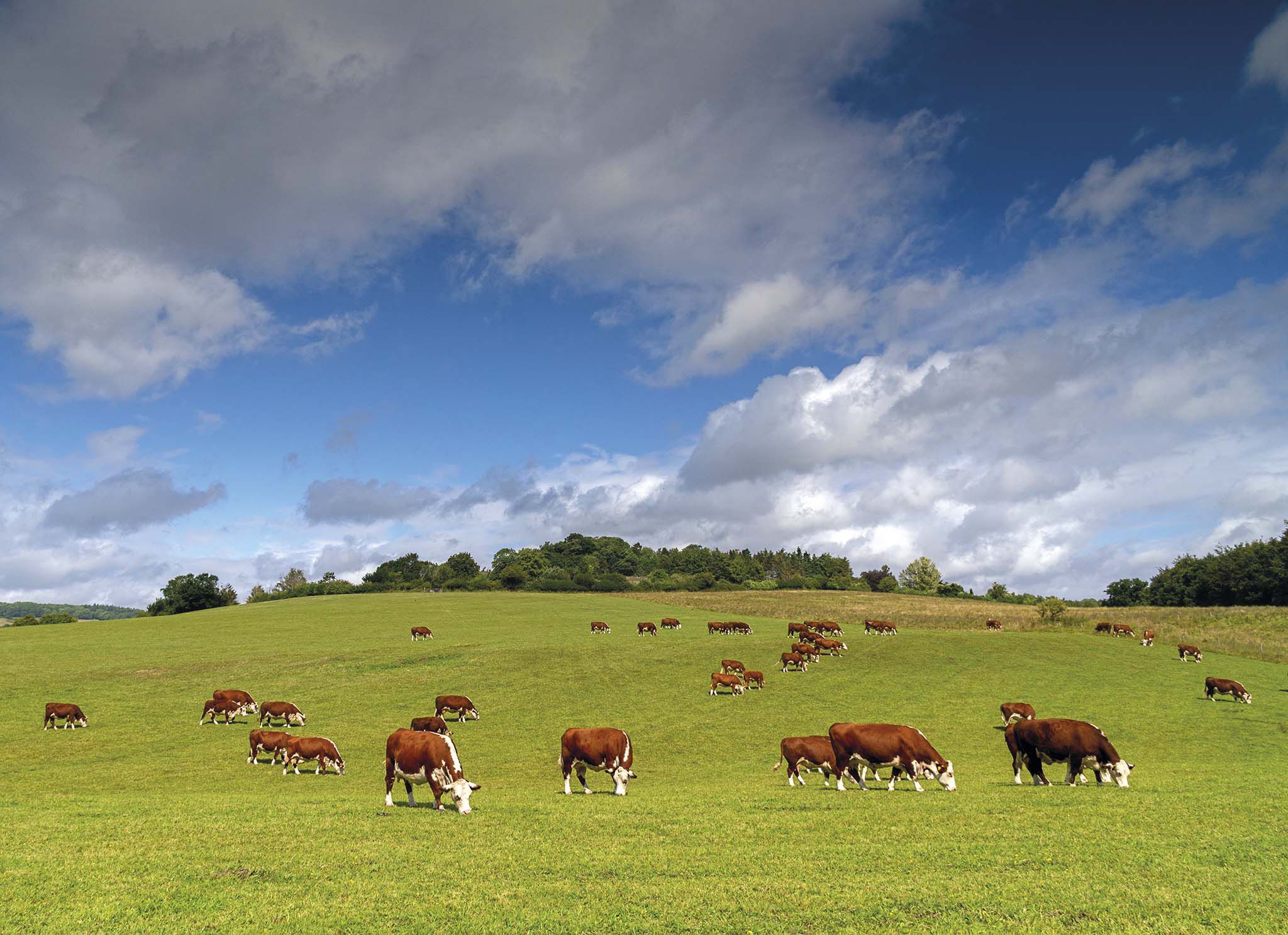 Cows grazing on farmland in the Wye Valley, Herefordshire