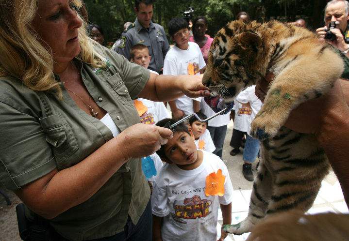 US government cracks down on letting zoo visitors play with lion and tiger  cubs, Zoos