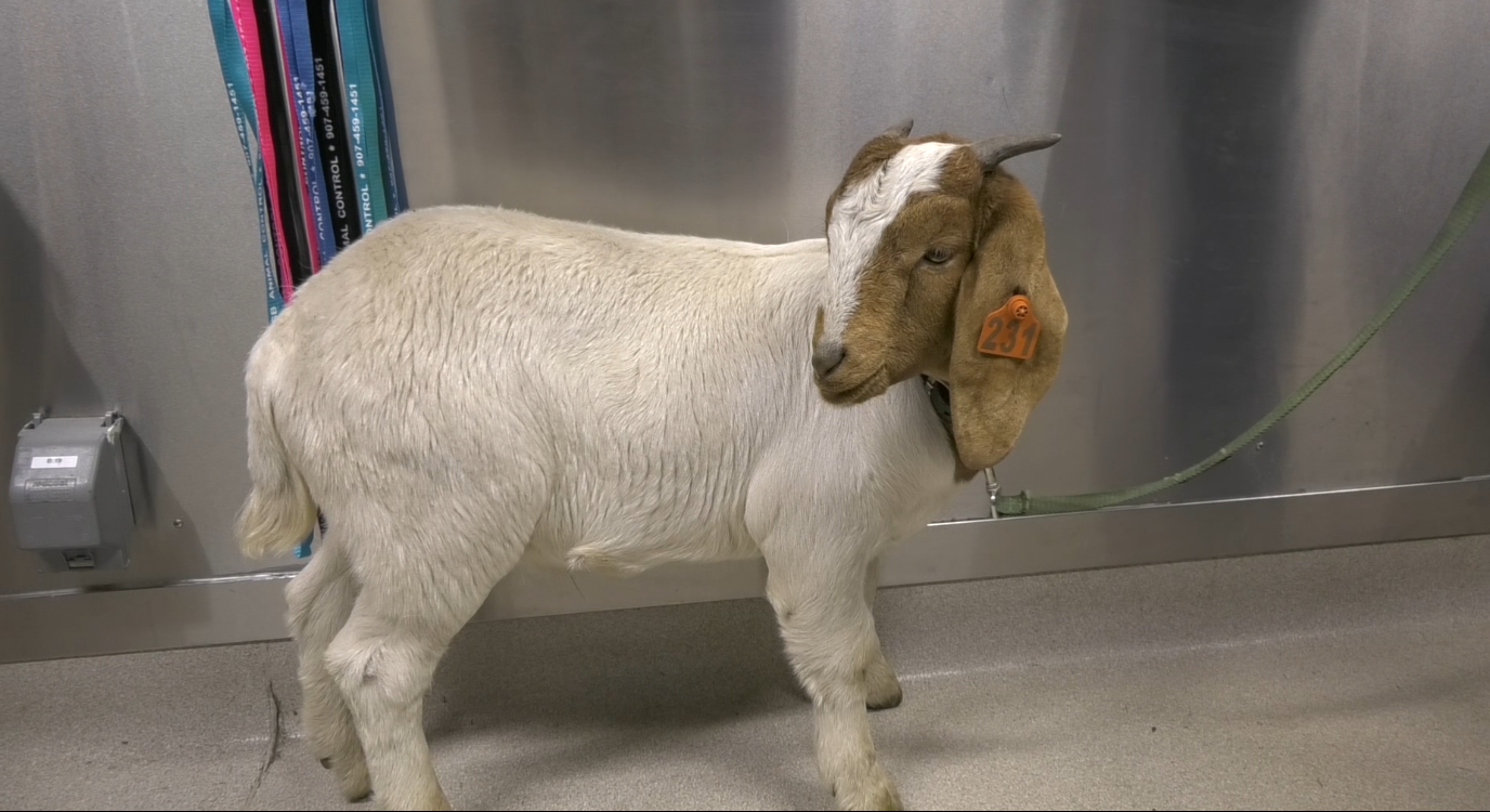 From meat goat to mascot: the story of Curry the goat