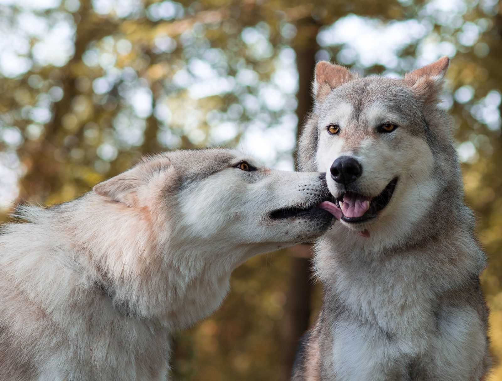 Animal affection: Animals that kiss and other ways they show affection –  Chicago Tribune