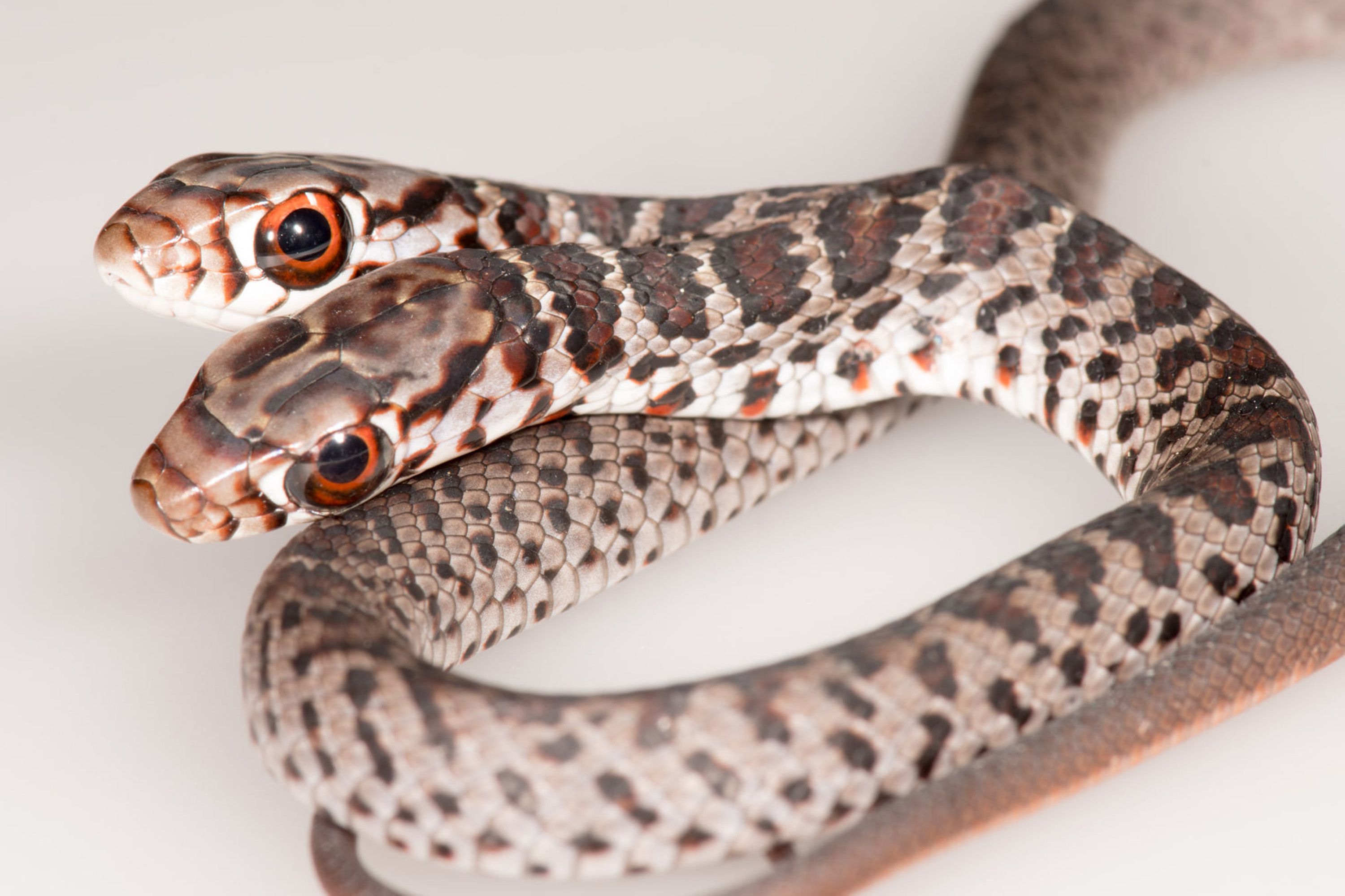 Rare two-headed snake found in Texas yard