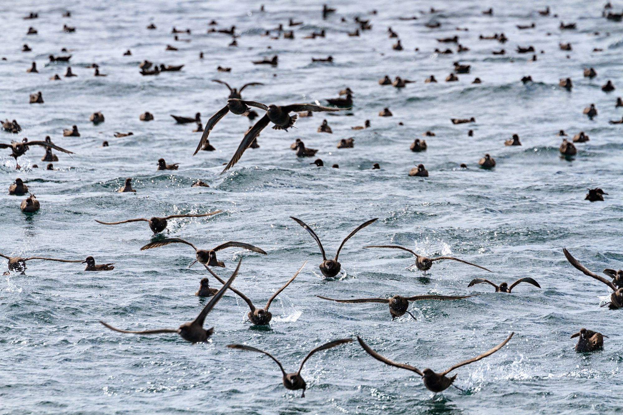 Fardela negra. © Evelyn Pfeiffer / WWF Chile