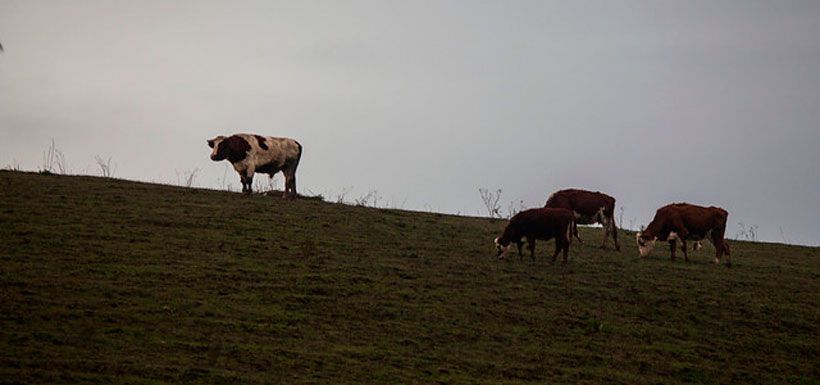 vacas