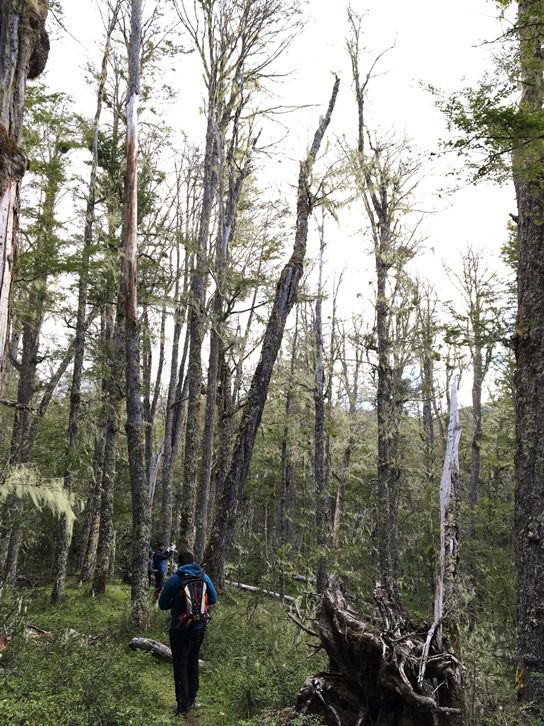 Bosque-Lenga.-FOTO-ALVARO-GUTIERREZ.jpg