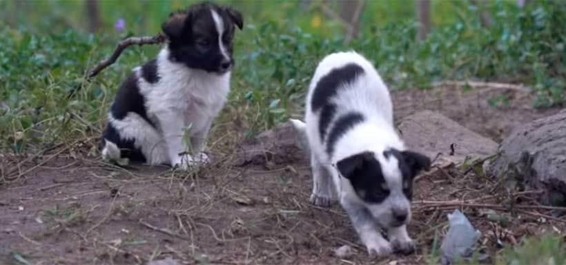 perritos-chernobil3