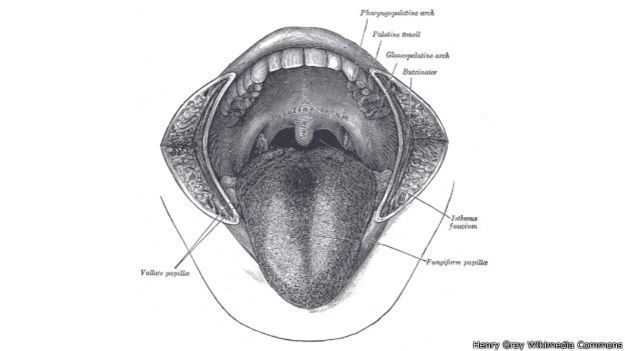 150317122214_humanos_boca_624x351_henrygraywikimediacommons.jpg