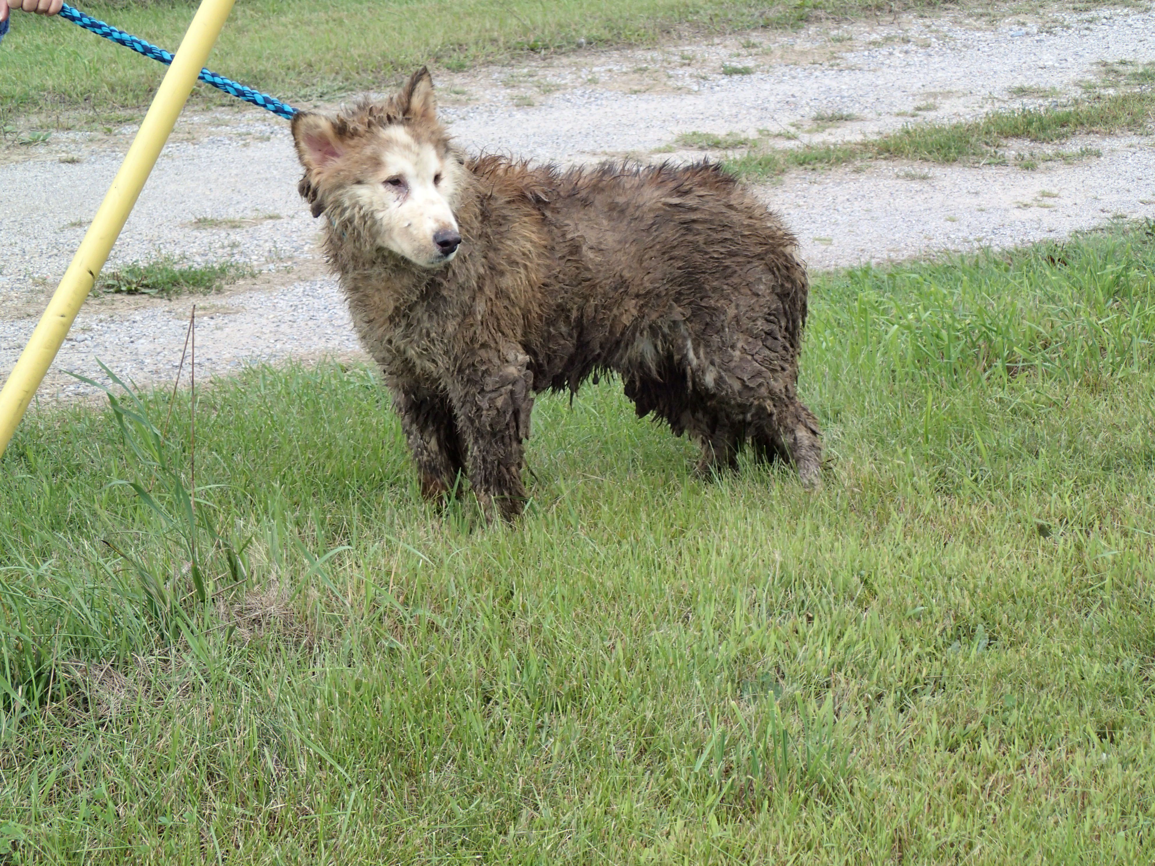 Police Seize 29 Huskies Living In Filthy Conditions At Northern