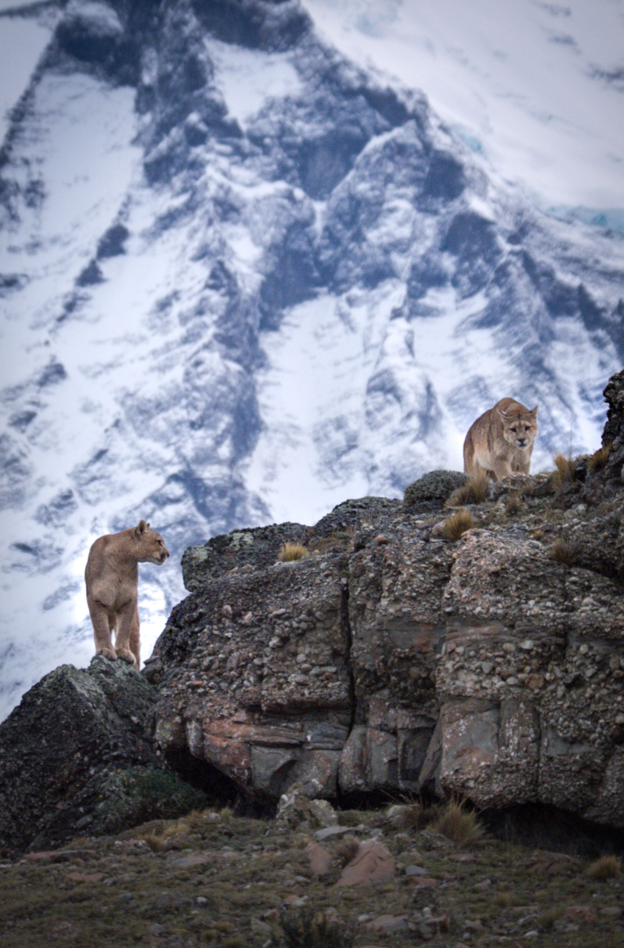 Foto: @Triángulo de Pumas