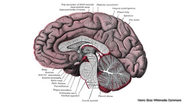 150317122036_humanos_cerebro_624x351_henrygraywikimediacommons.jpg