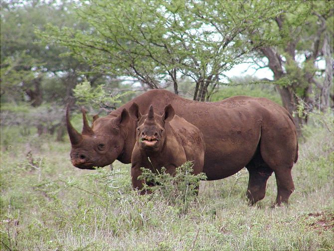African nations are struggling to save their wildlife. Here's how Texas can  help