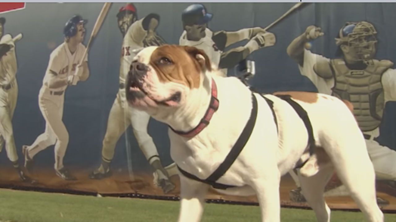 THE FENWAY Red Sox Dog Collar 