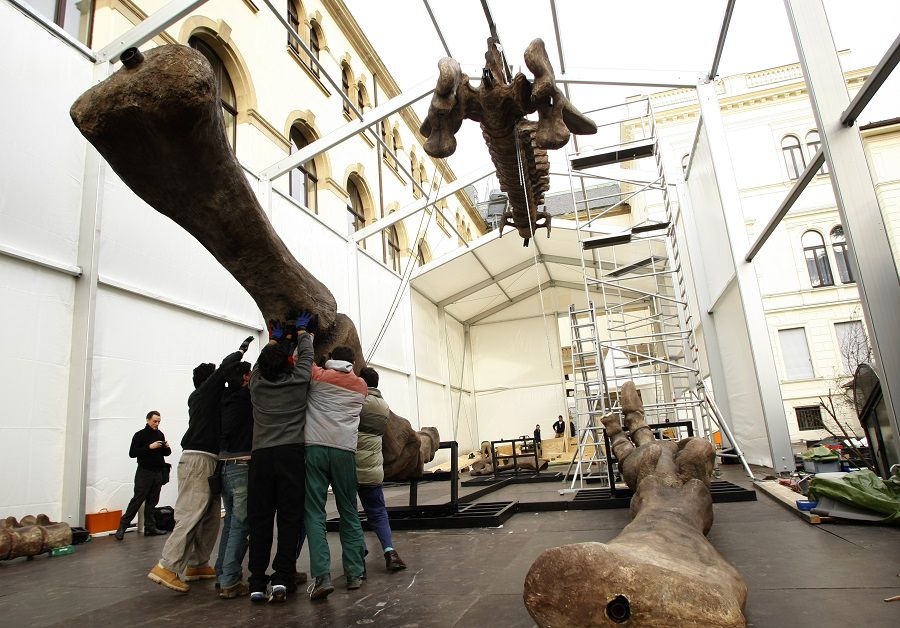 Workers build the skeleton of an Argentinosaurus at the Museum Koenig in Bonn