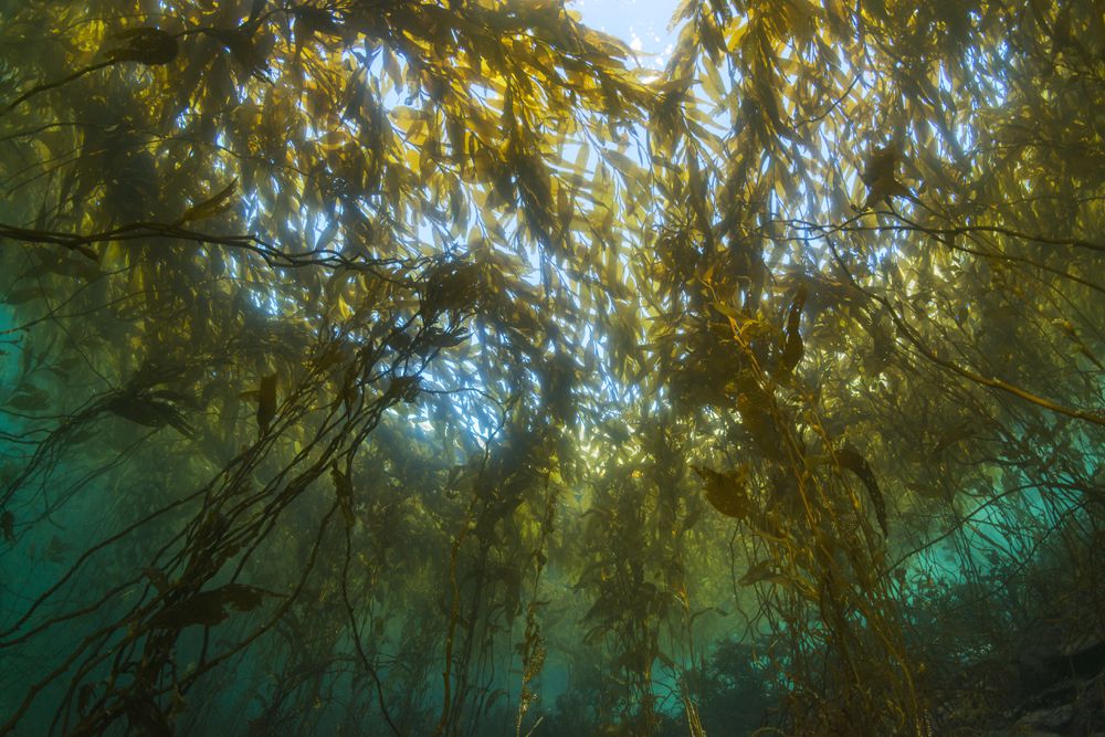 BOSQUES SUBMARINOS