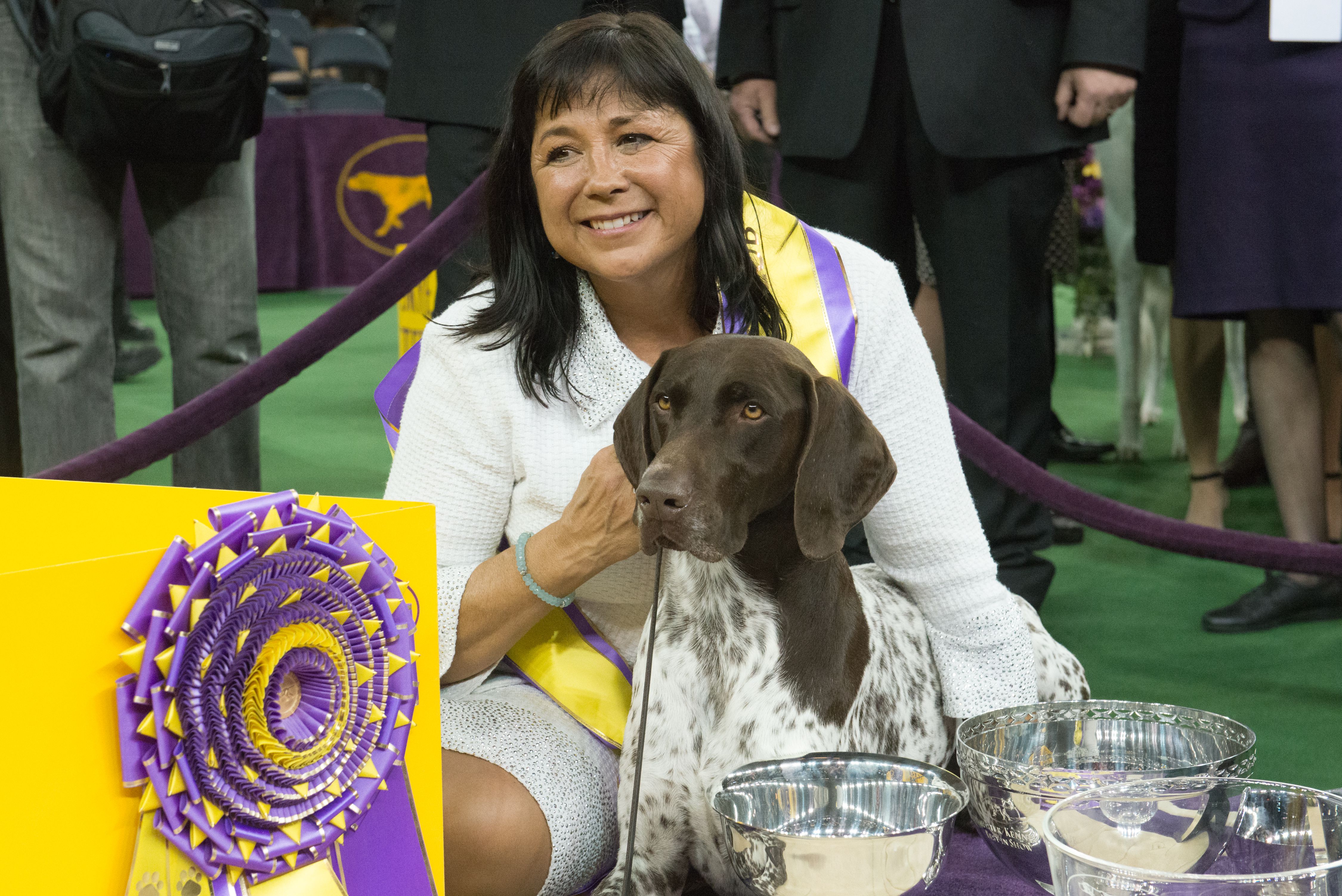 which breed of dog has never won the title of best in show at the annual westminster dogshow