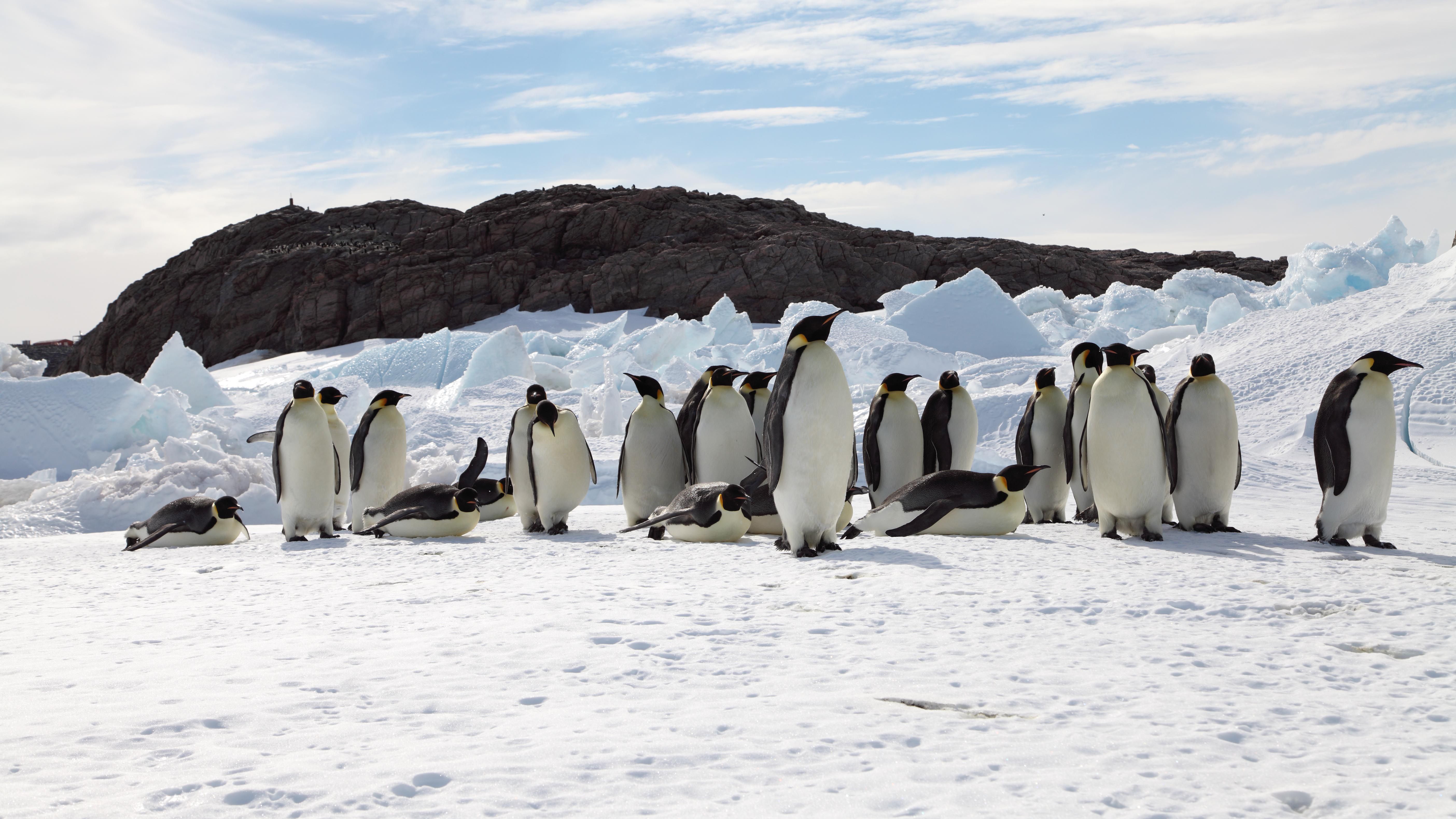 Woods Hole study says climate change could kill off emperor penguins - The  Boston Globe