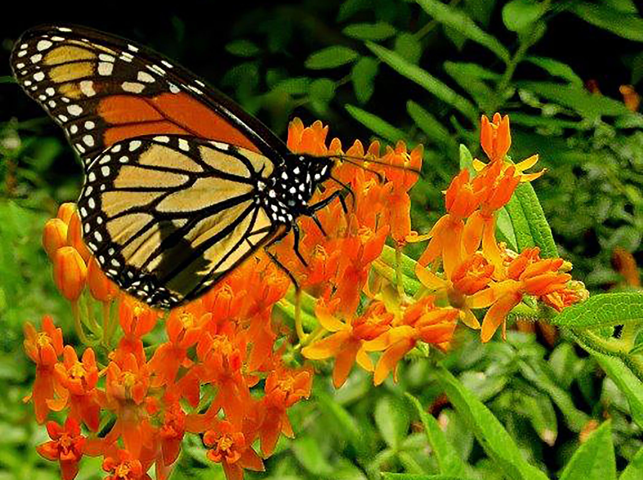 What Happened To Our Butterflies This Summer Pennlive Com