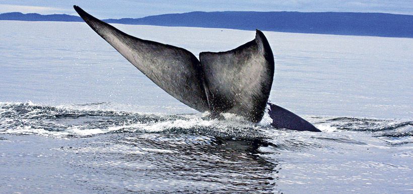 ballena azul