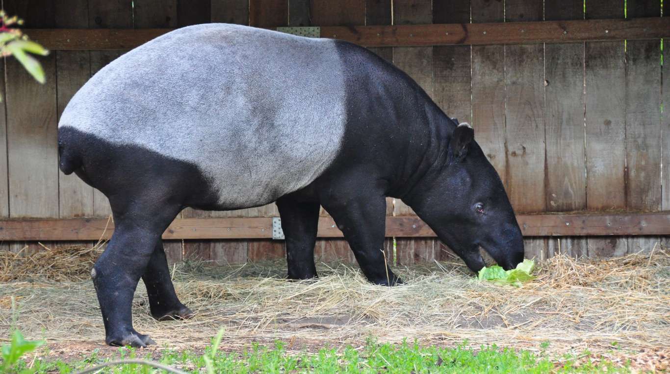 Los 10 animales argentinos en peligro de extinci n TN