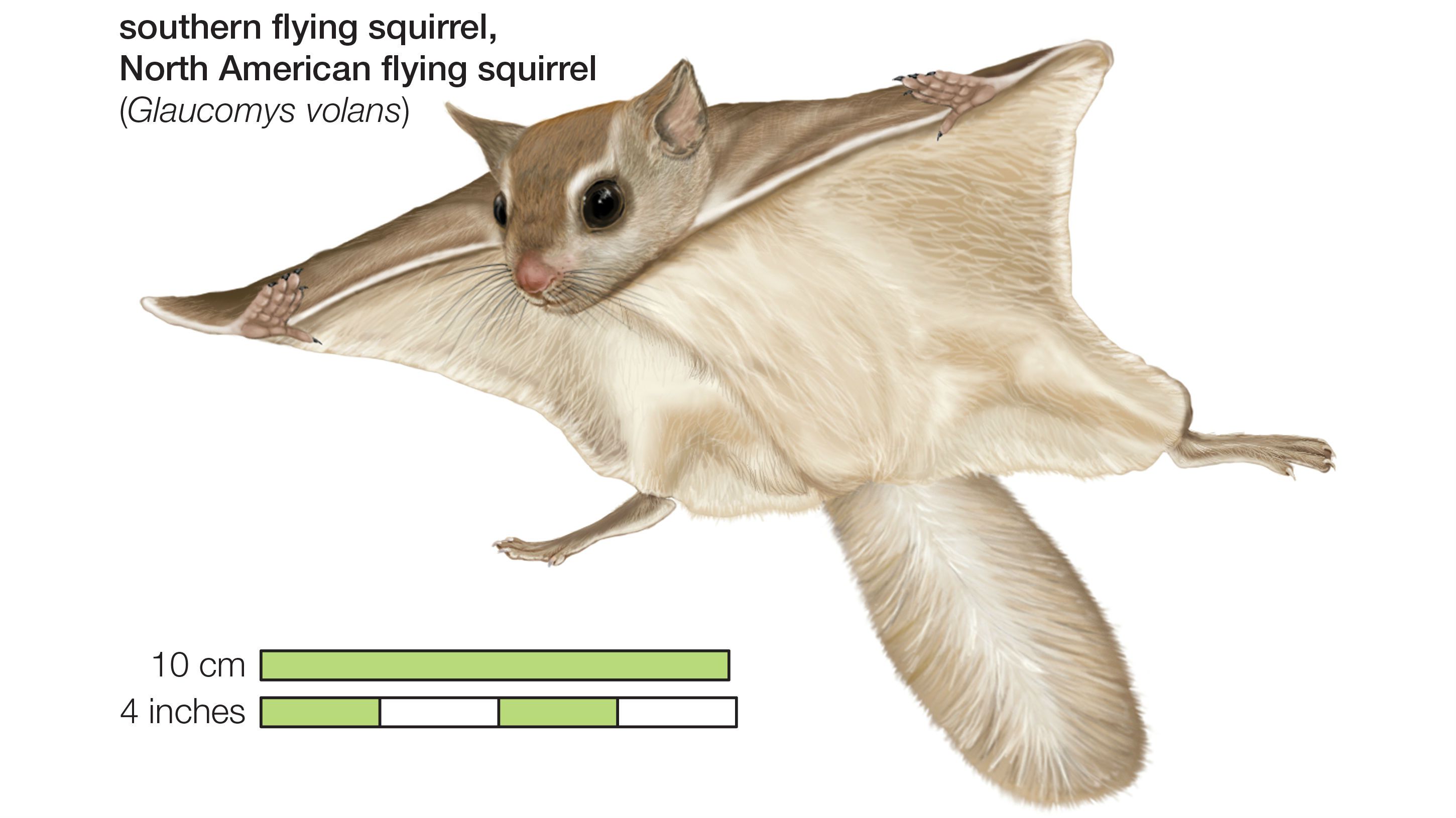 Florida's flying squirrels—smuggled abroad in the thousands