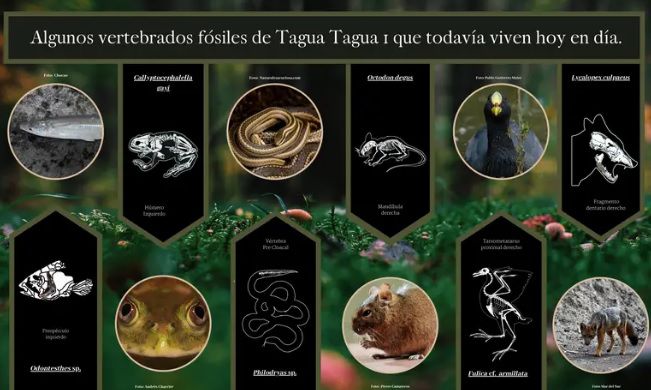 tagua tagua