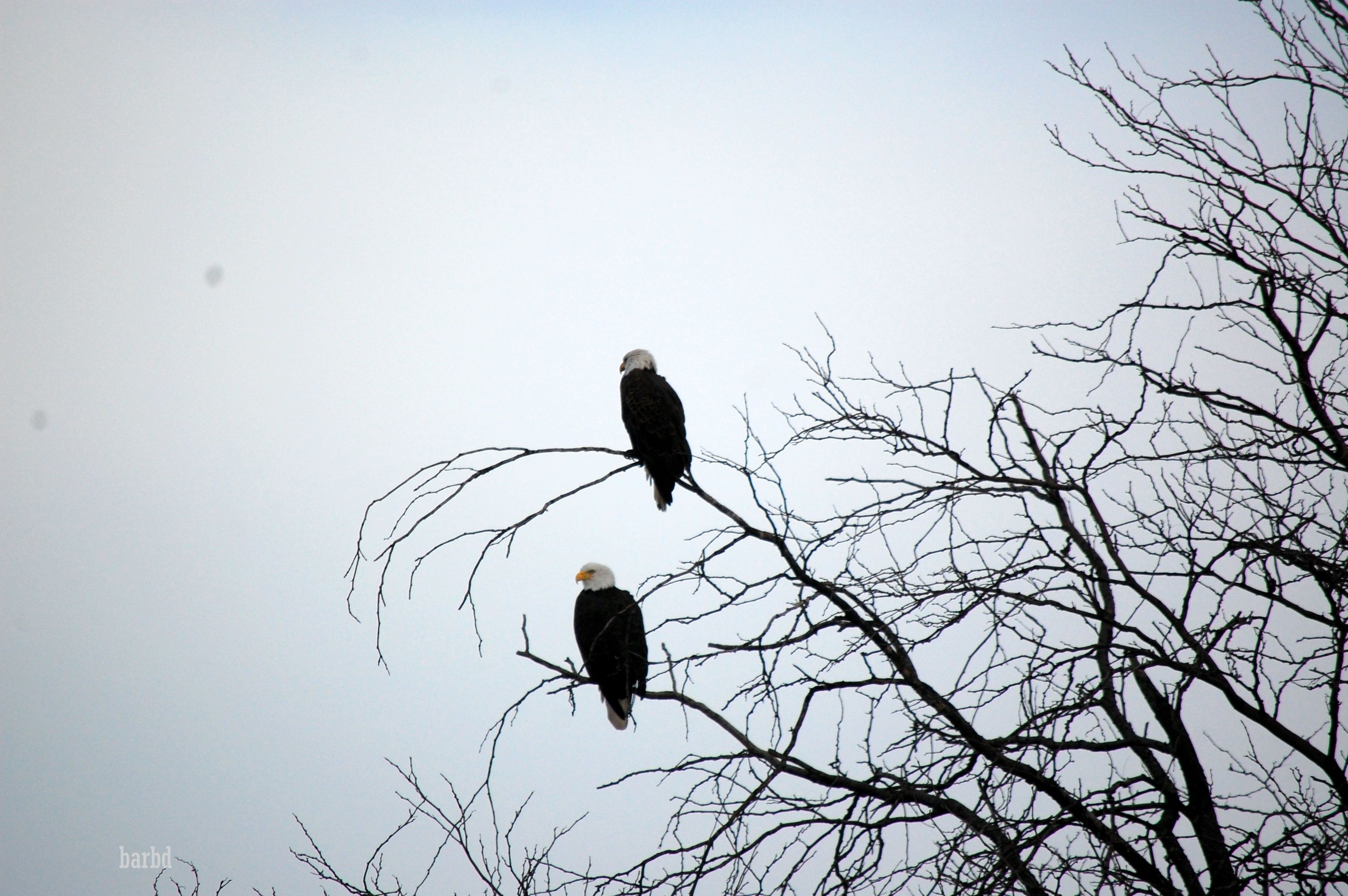 birds in jersey city